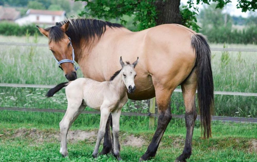 vacances famille france cheval